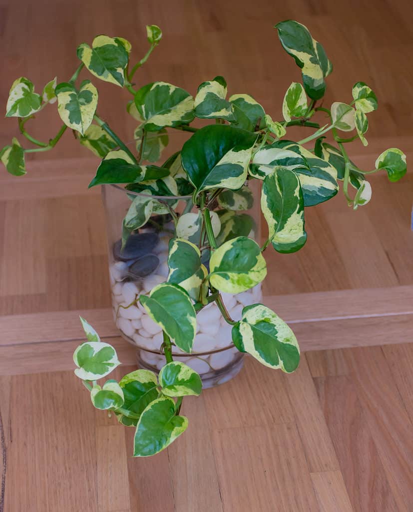 Glacier Pothos plant grown in rocks or pebbles without soil