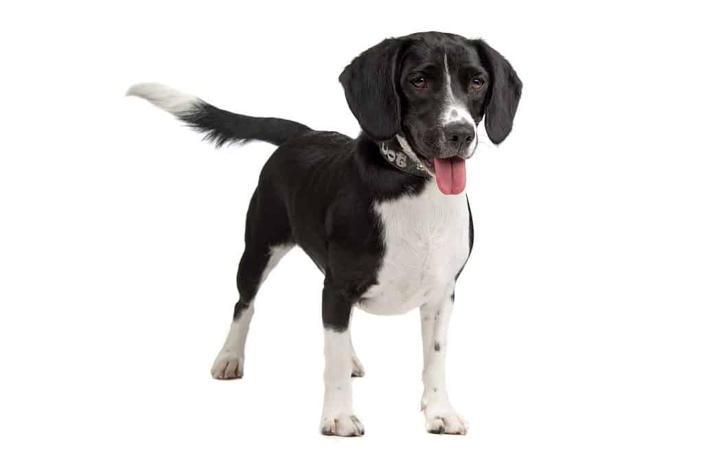 Beagle store setter mix