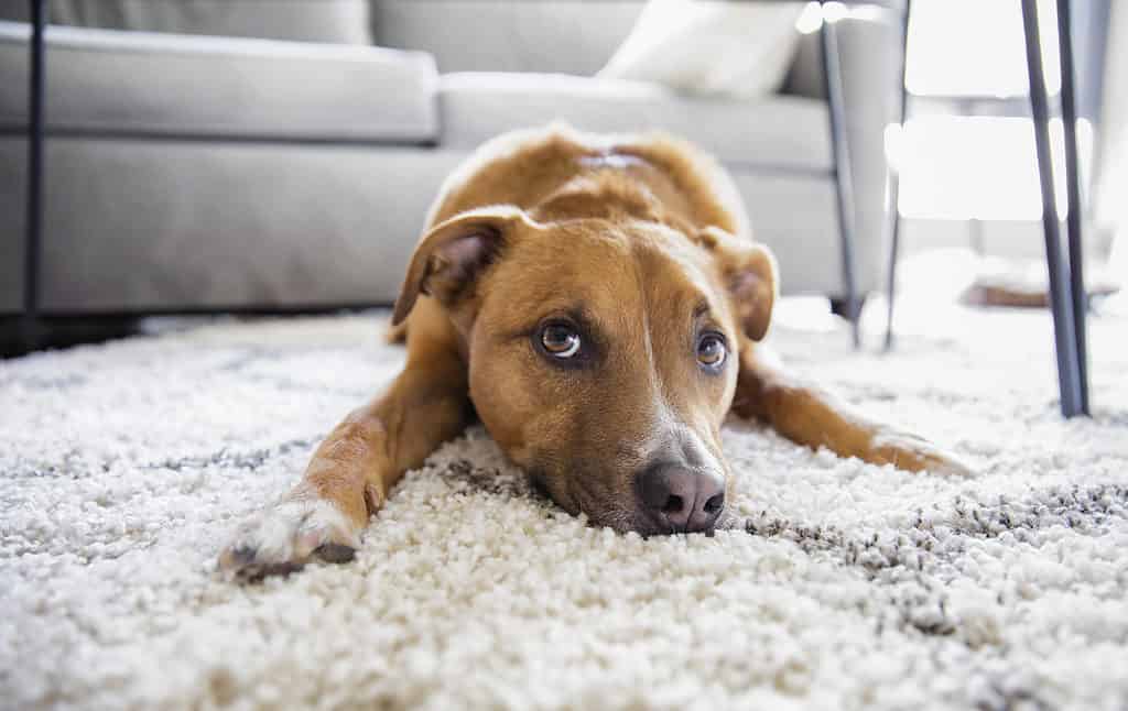 Dog laying on rug