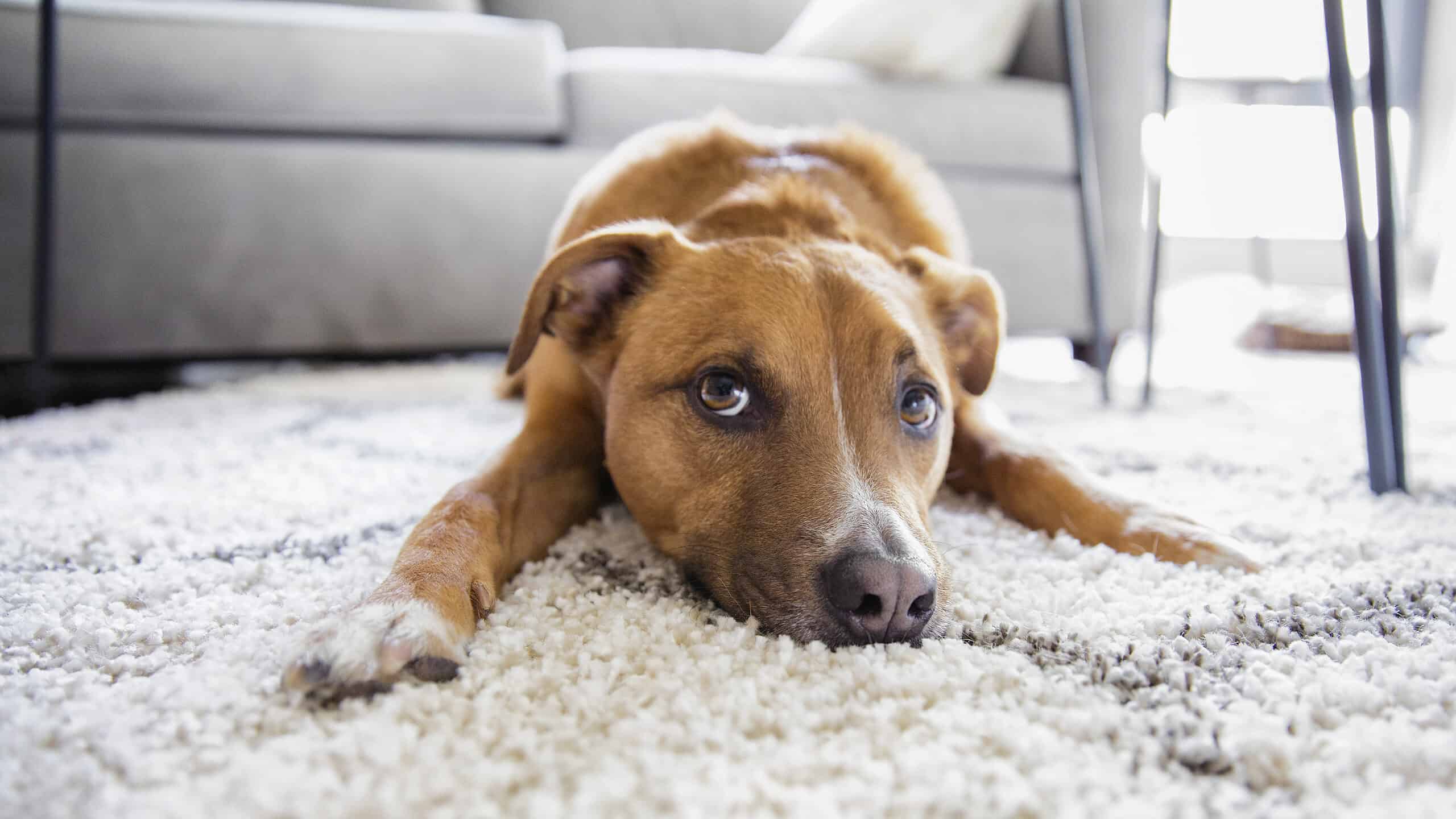 Why Do Dogs Scratch The Carpet
