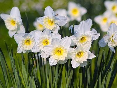 A 14 Types of Large-Cupped Daffodils