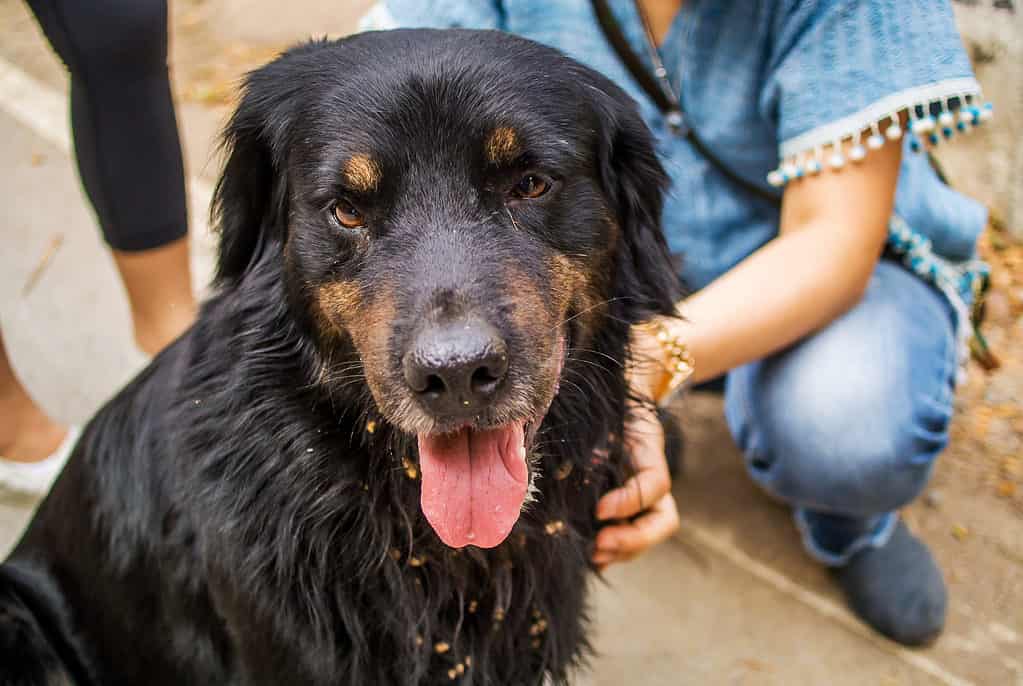 Golden Rottie with its tongue out