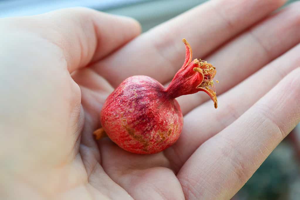 Human hand holding dwarf pomegranate fruit