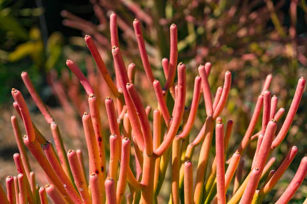 Bright orange-red pencil cactus