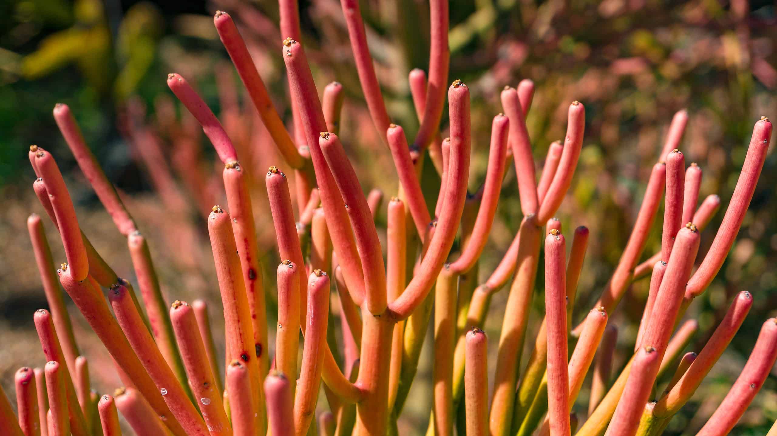 Bright orange-red pencil cactus