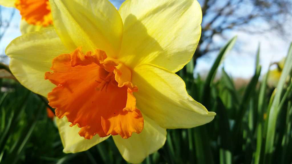 Gigantic Star Large Cupped Daffodil Bulbs, Narcissus