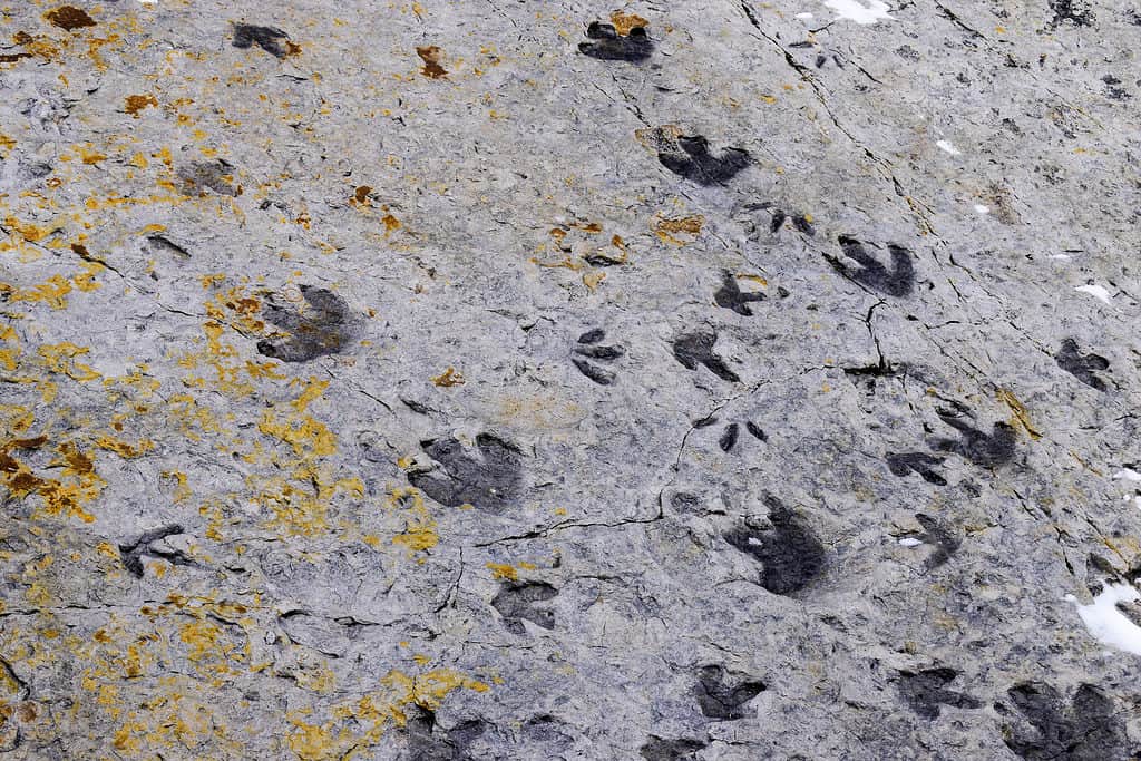 Fossilized dinosaur footprints