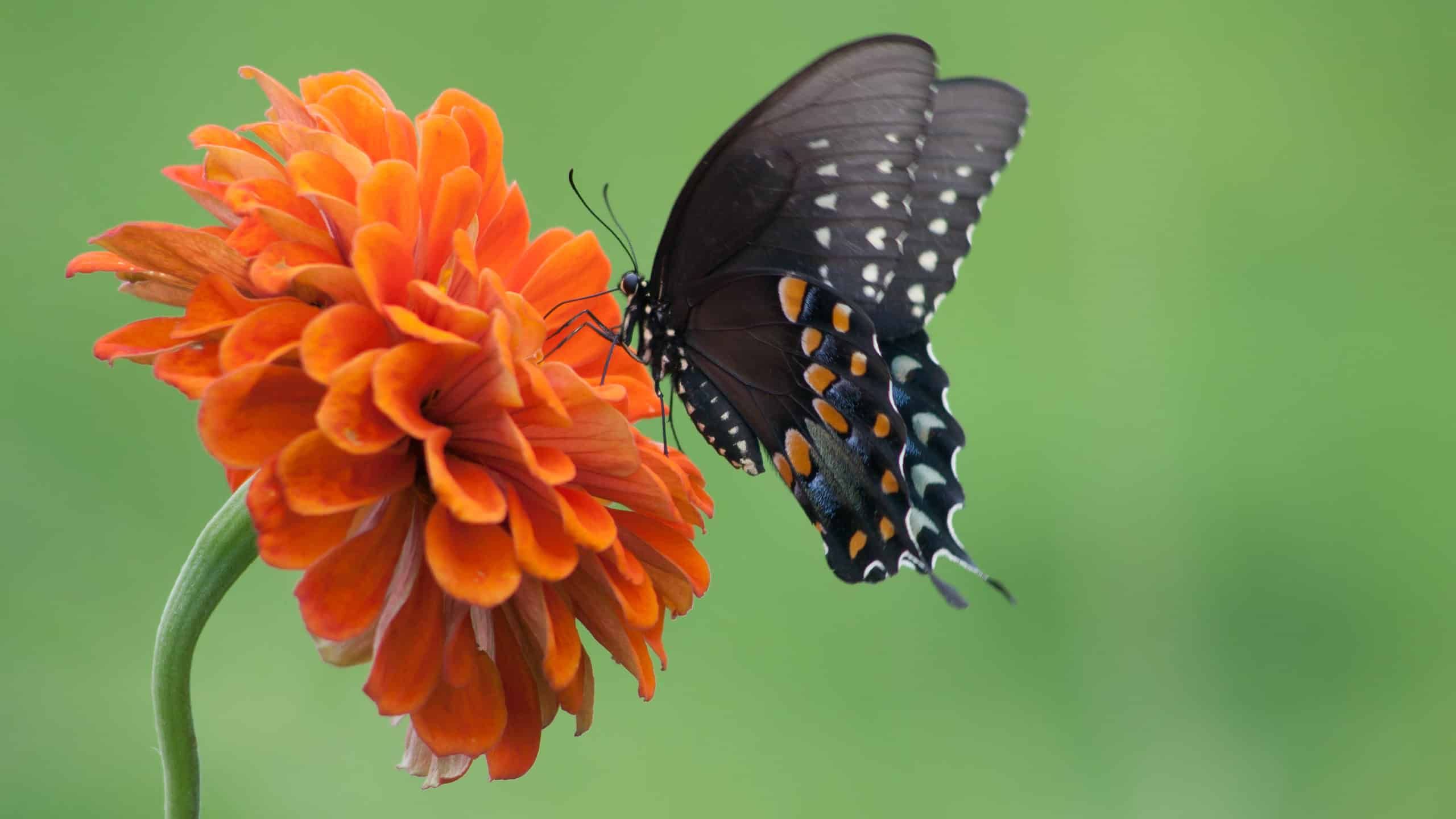 A black swallowtail butterfly is visible center frame facing left. The butterfly is feeding on an orange Xenia which is in the left part of the frame. The butterfly is primarily black with splotches of orange blue and white on its tail and the edges of its wings. The background is out of focus green.