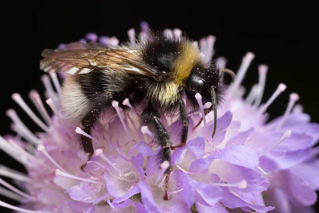 A macro of a Gypsy cuckoo bumblebee on a pink dome shaped flower with individual stamens. The bee is horizontal in the photograph with its head facing right frame its head is black it has a yellow collar a black thorax and a black and white striped abdomen with a clearly white tail. The bee is fairly hairy.