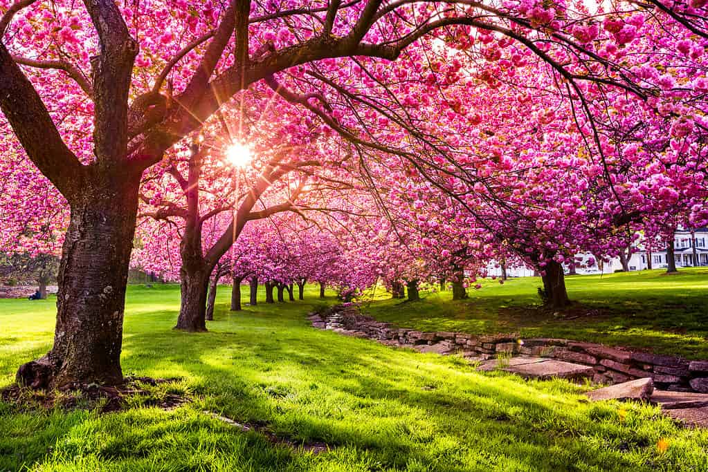 Cherry tree blossom explosion in Hurd Park, Dover, New Jersey. Same trees, with green summer foliage, can be found by searching for photo ID: 707340079