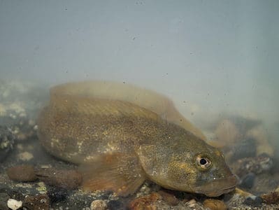 A Eelpout