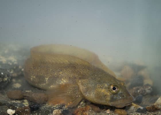 Extol Fish Ocean Wildlife: Pictures, Facts, Endangered Species and More!