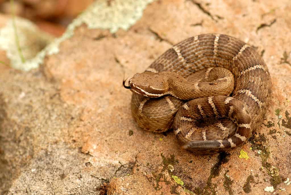 A young Arizona ridge-nosed rattlesnake coiled on a flat orangish rock