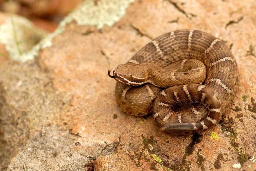 Why the Ridge-Nosed Rattlesnake is Arizona’s State Reptile