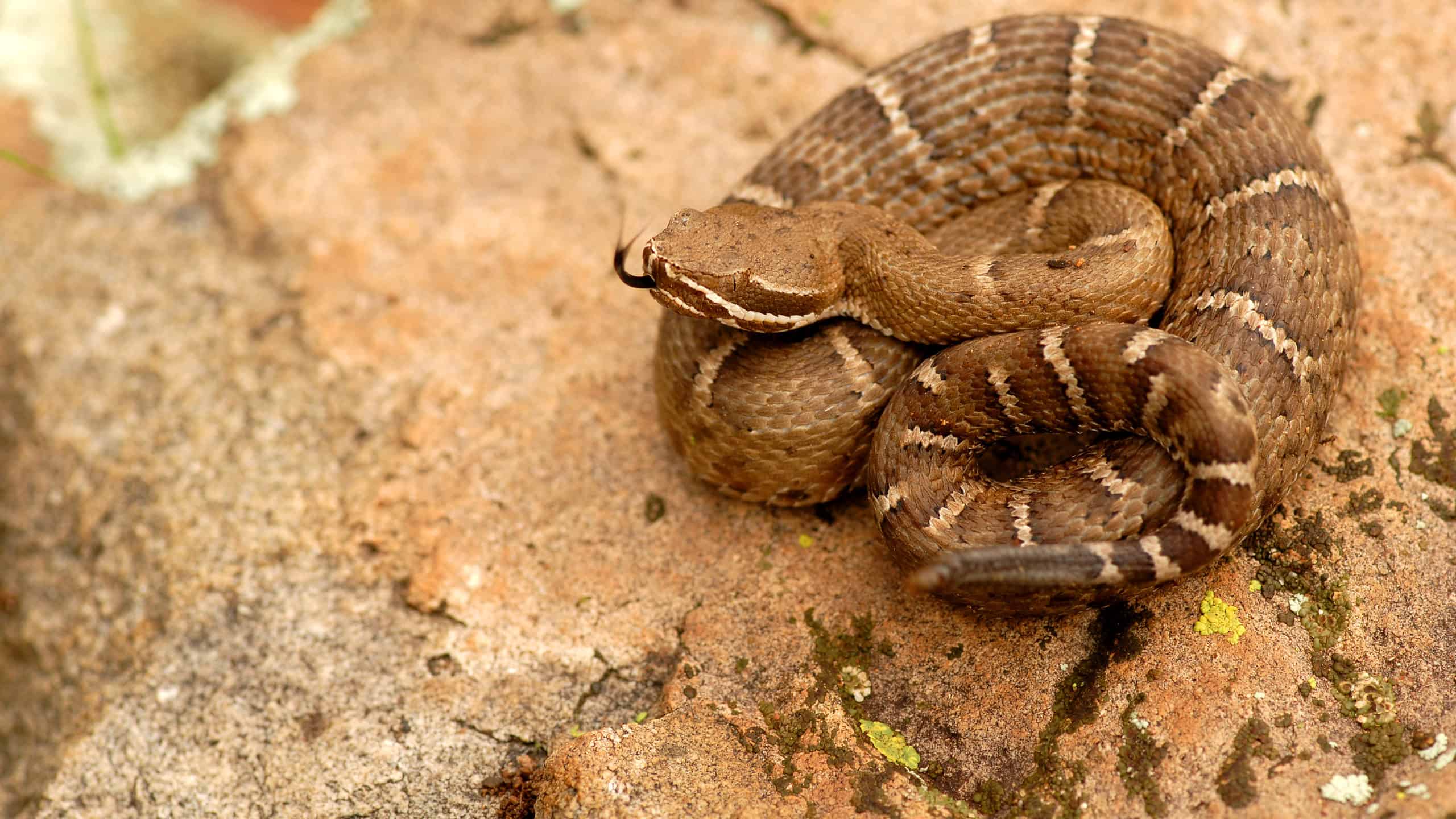 A young Arizona ridge-nosed rattlesnake coiled on a flat orangish rock