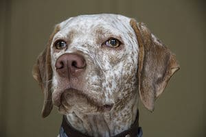 Braque du Bourbonnais head shot against a brown background