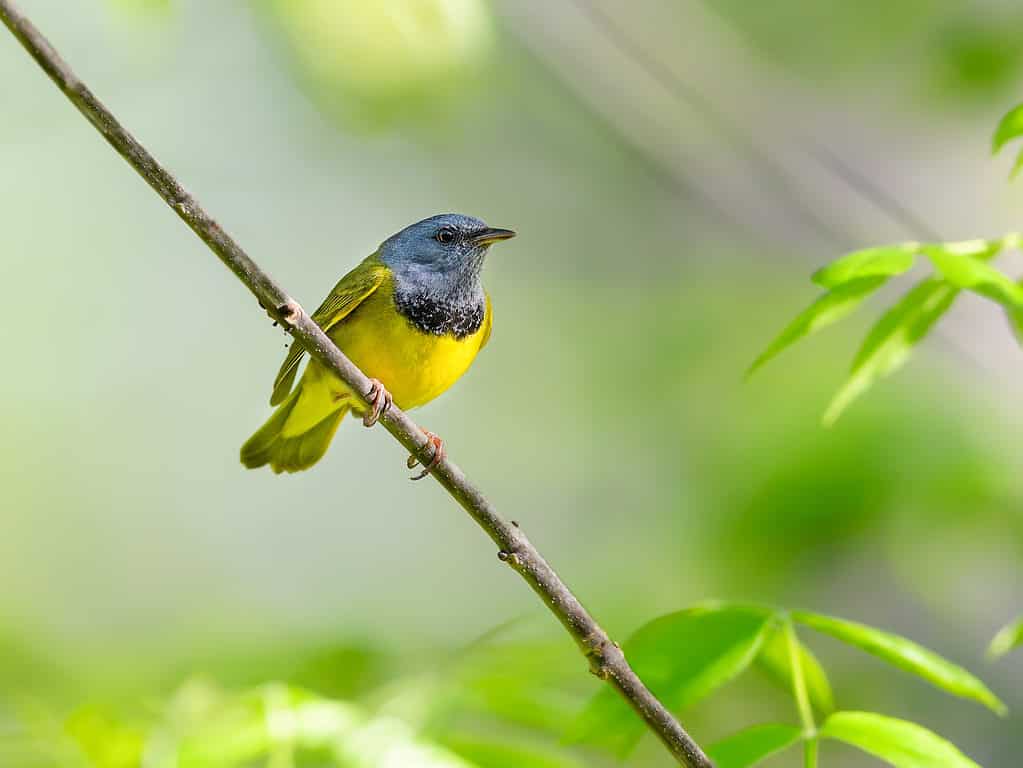 Mourning Warbler, Geothlypis philadelphia, perched on a branch.