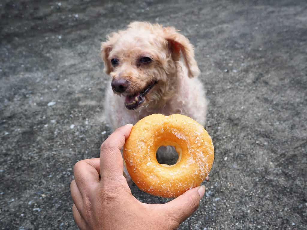 Senior dog being shown a donut