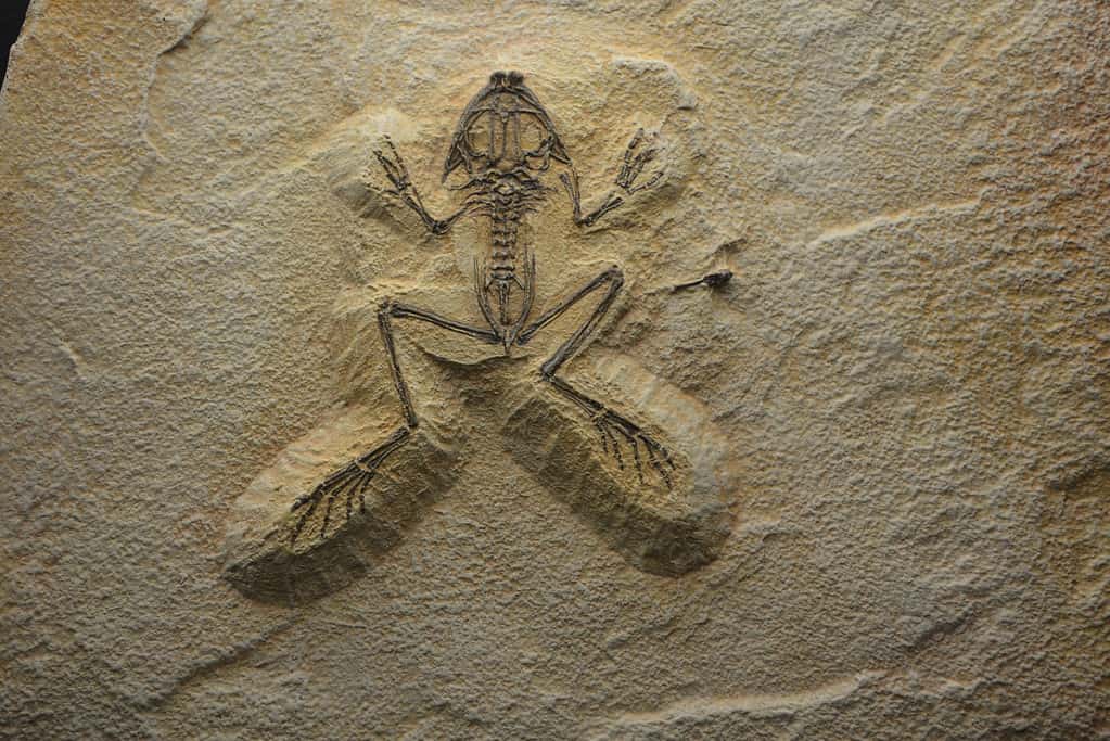 Frog skeleton fossil in museum