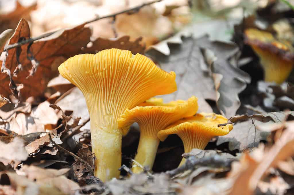 Cantharellus cibarius are orange or bright yellow in color