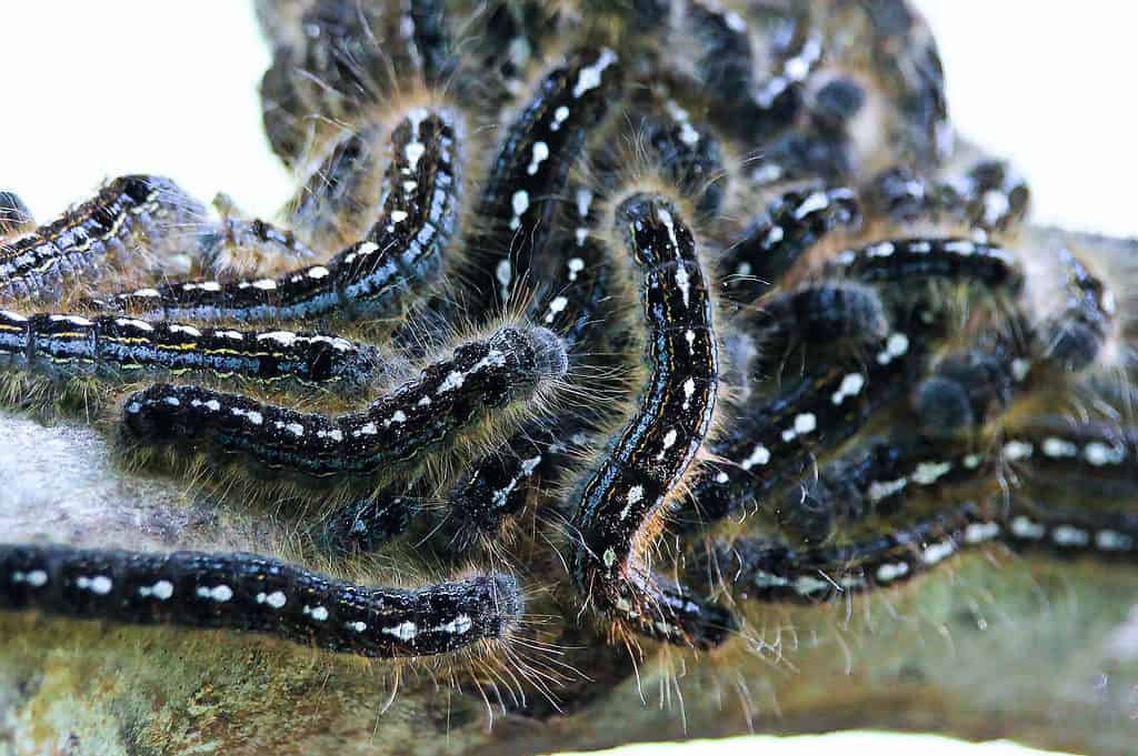 Macro: forest tent caterpillar aggregate.The caterpillars are primarily black with white splotches that look like fat exclamation marks!!! On the tops of their bodies. Blue stripes going down the sides of their bodies are rimmed with yellow stripes. The caterpillars have hairs extending from the sides of their bodies.