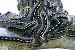 tent caterpillar moths