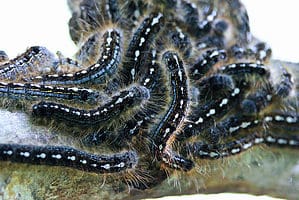 8 Black Caterpillars with Pictures and Identification photo