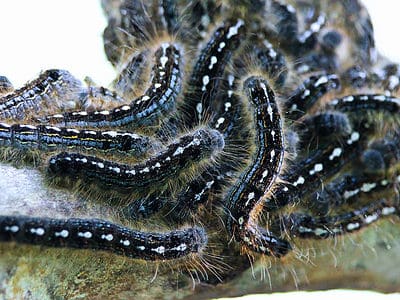 A 8 Black Caterpillars with Pictures and Identification