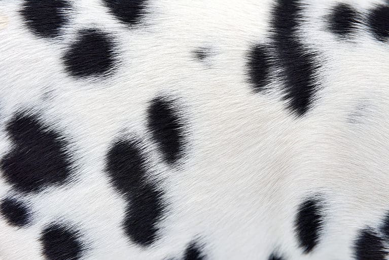 Dalmatian spots