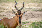 Hartebeest