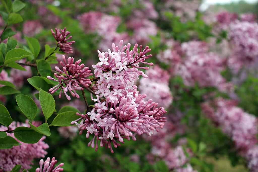 Hungarian Lilac