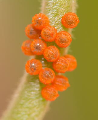 Swallowtail Caterpillar Insect Facts - A-Z Animals