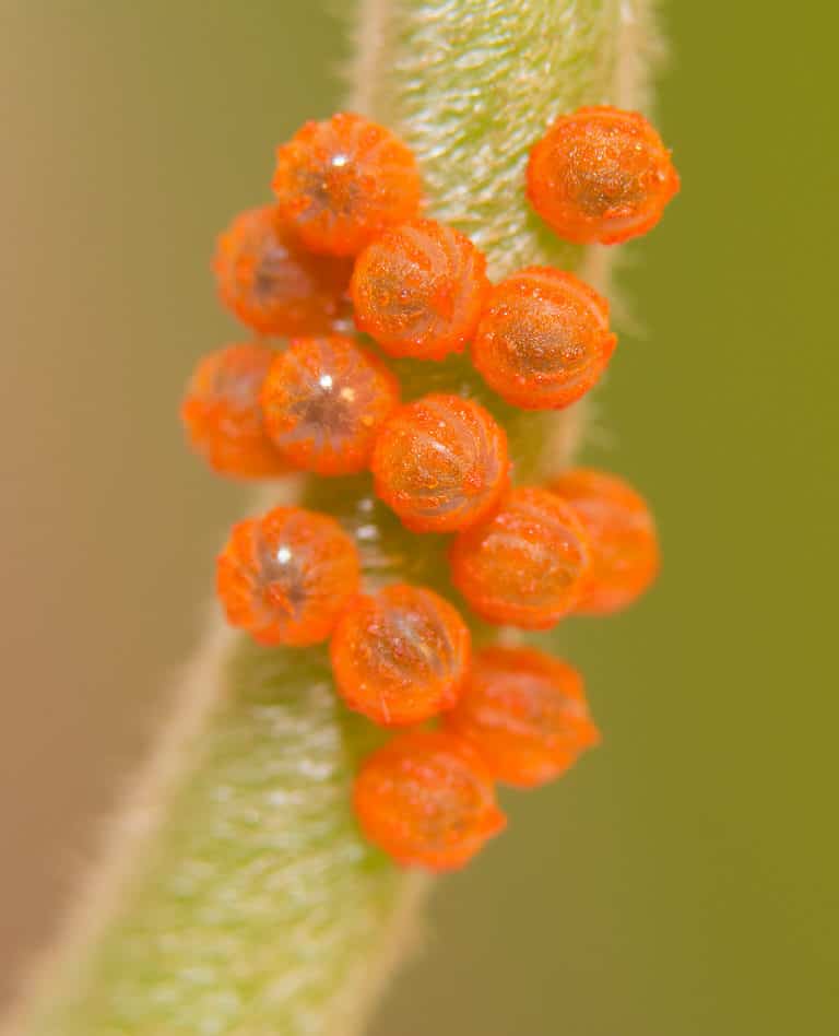 15 bright orange pipevine swallowtail butterfly eggs ar visible on a yellow-green pipevine stem.
