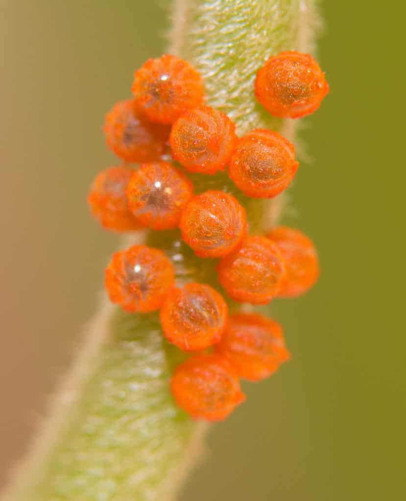 15 bright orange pipevine swallowtail butterfly eggs ar visible on a yellow-green pipevine stem.