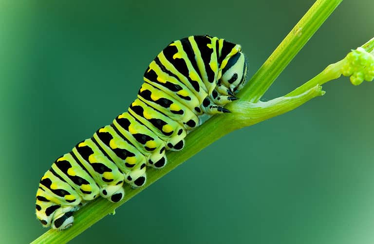 Photograph of a black swallowtail caterpillar. The caterpillar is lime green with black stripes that have yellow markings on them. The caterpillar is on a green stem against a green background