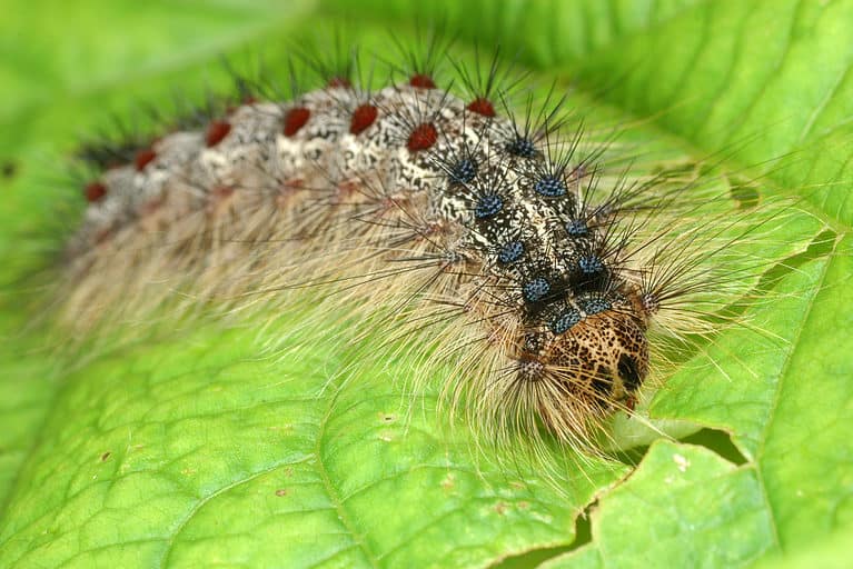 Macro of gypst moth caterpillar, facing the camera. It is on a green leaf. There are five pairs of blue dots and pairs of red dots visible along the learnt of the caterpillars hairy body.