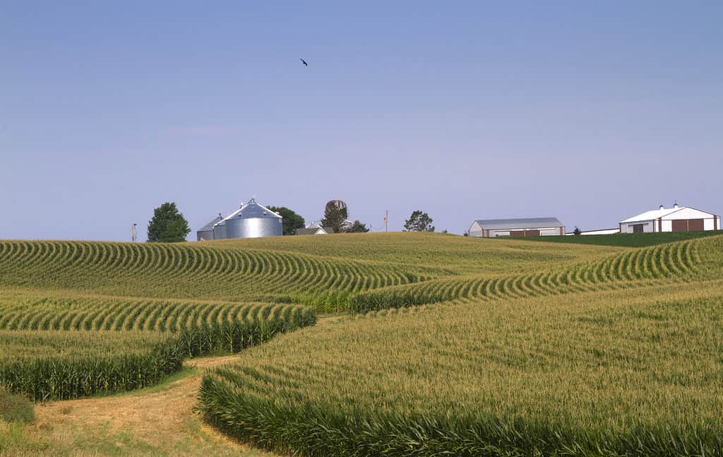 Corn field in Iowa with blue sky and farm buildings on background