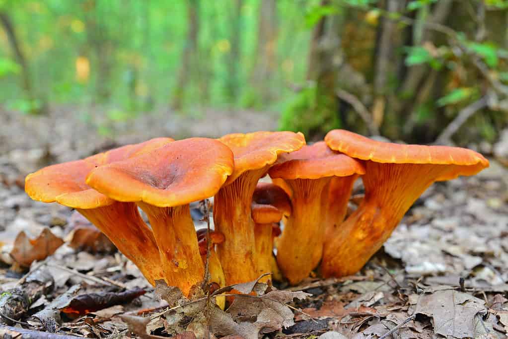 Jack-o’lantern mushrooms