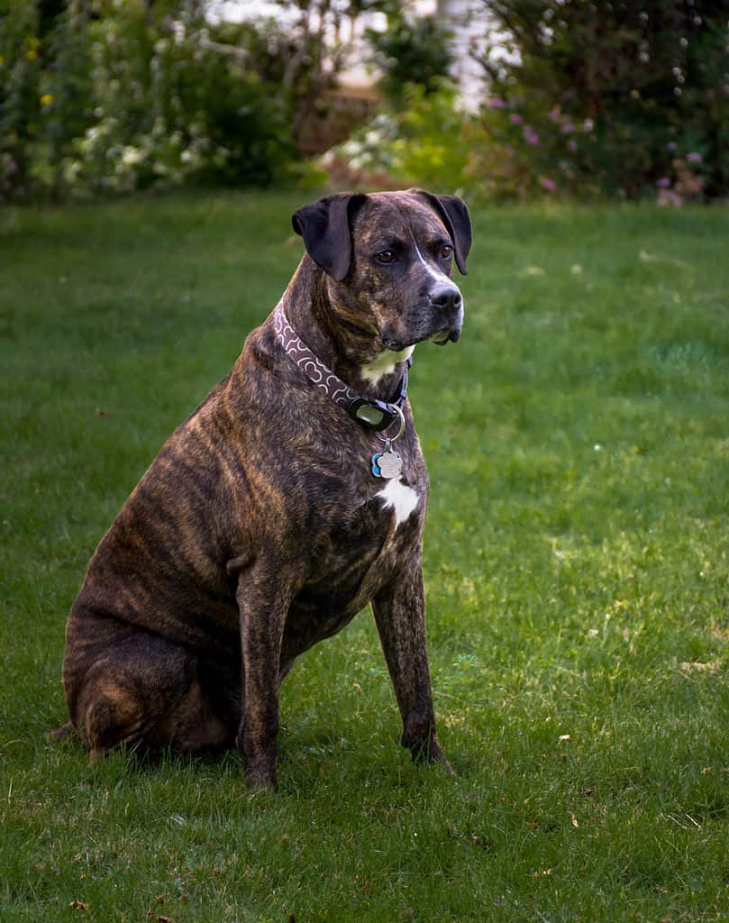 lab pitbull boxer mix puppy