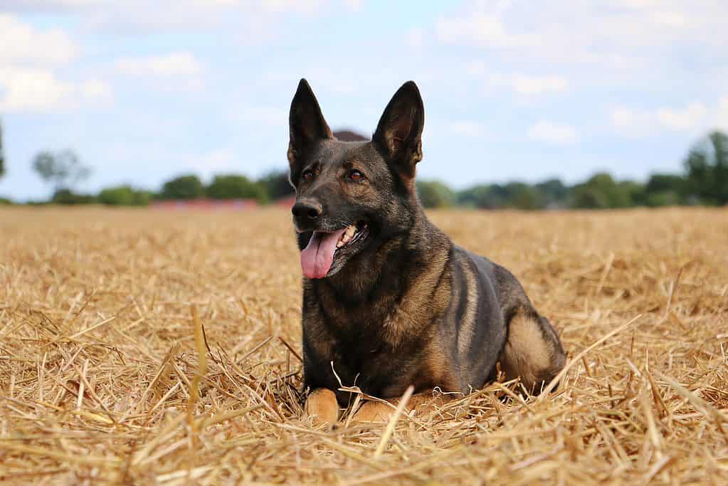 German Malinois in a field