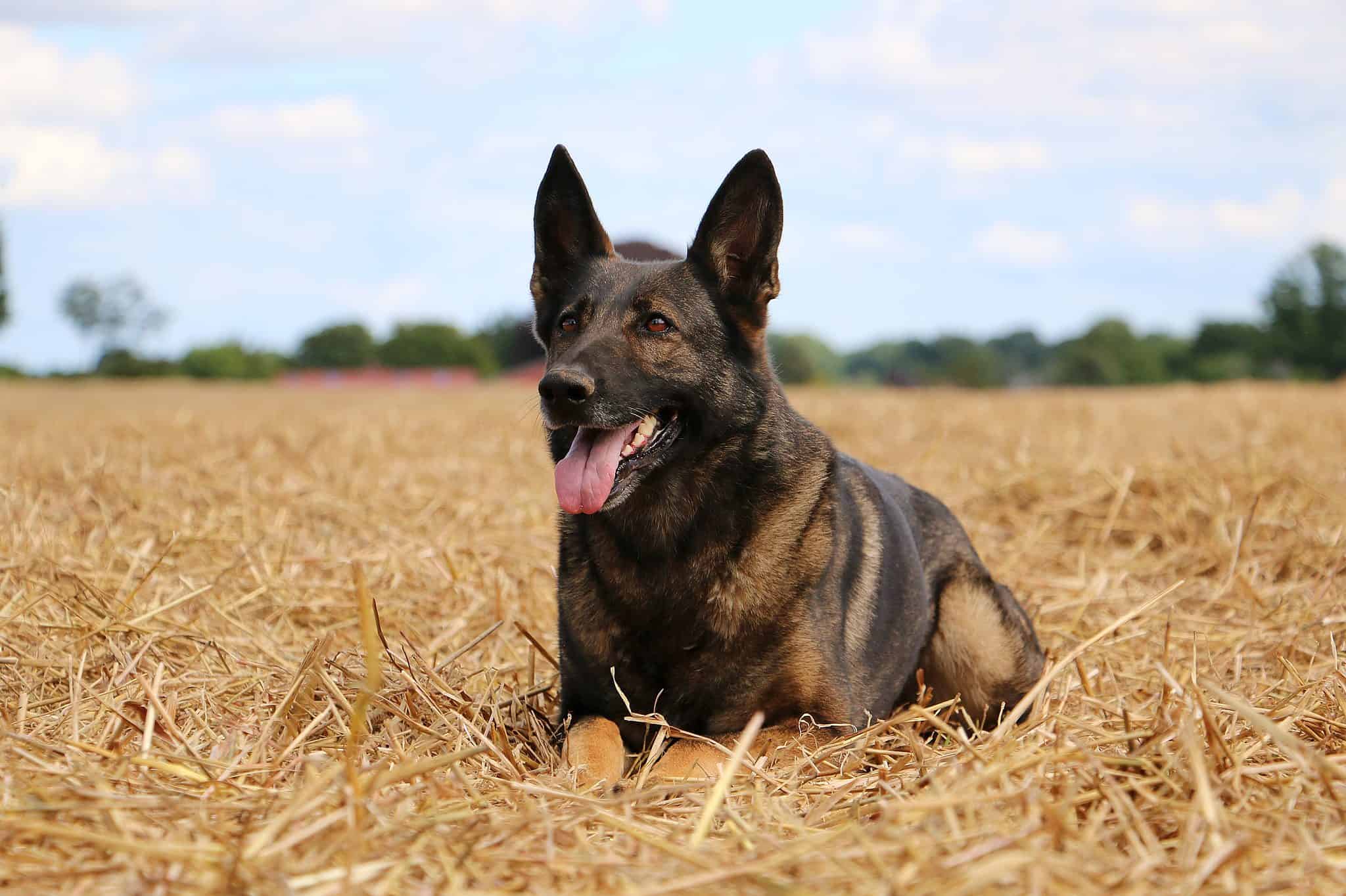Belgian Malinois Mix Dog Breed Complete Guide A Z Animals Belgian Malinois Mix Dog Breed Complete Guide A Z Animals