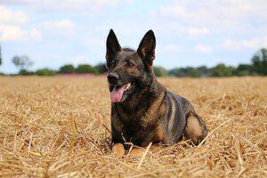 Belgian Malinois Prices in 2024: Purchase Cost, Training, Food, and More! Picture
