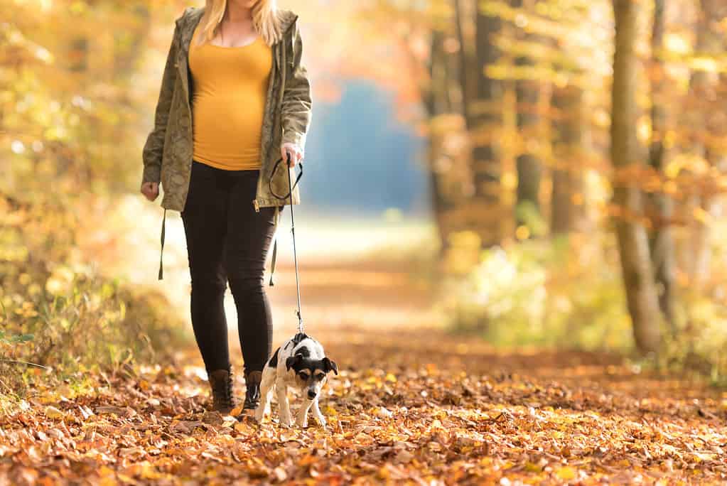 Pregnant woman walking her dog. She is wearing fall colored clothing and walking a small Jack Russell terrier through a leaf covered trail. 