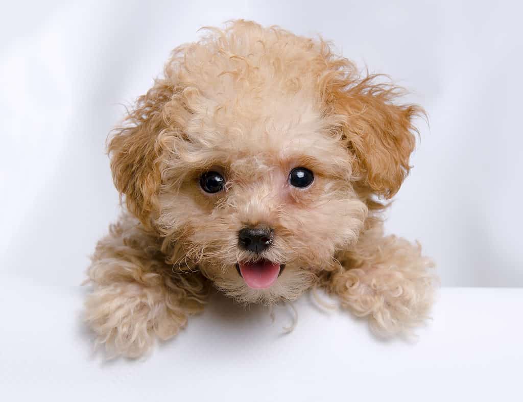 Toy micro poodle sale