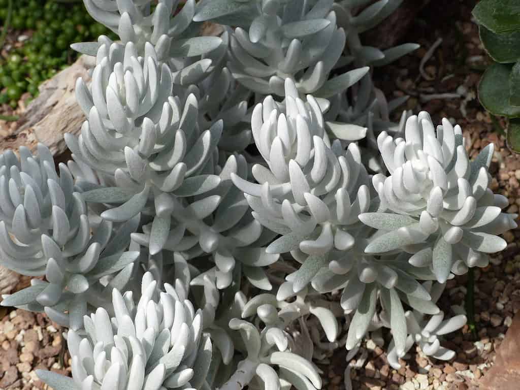 Senecio haworthii also known as Woolly senecio is a perennial dwarf shrub of the Senecio genus that grows in South Africa usually between the altitudes of 900 and 1200 meters.