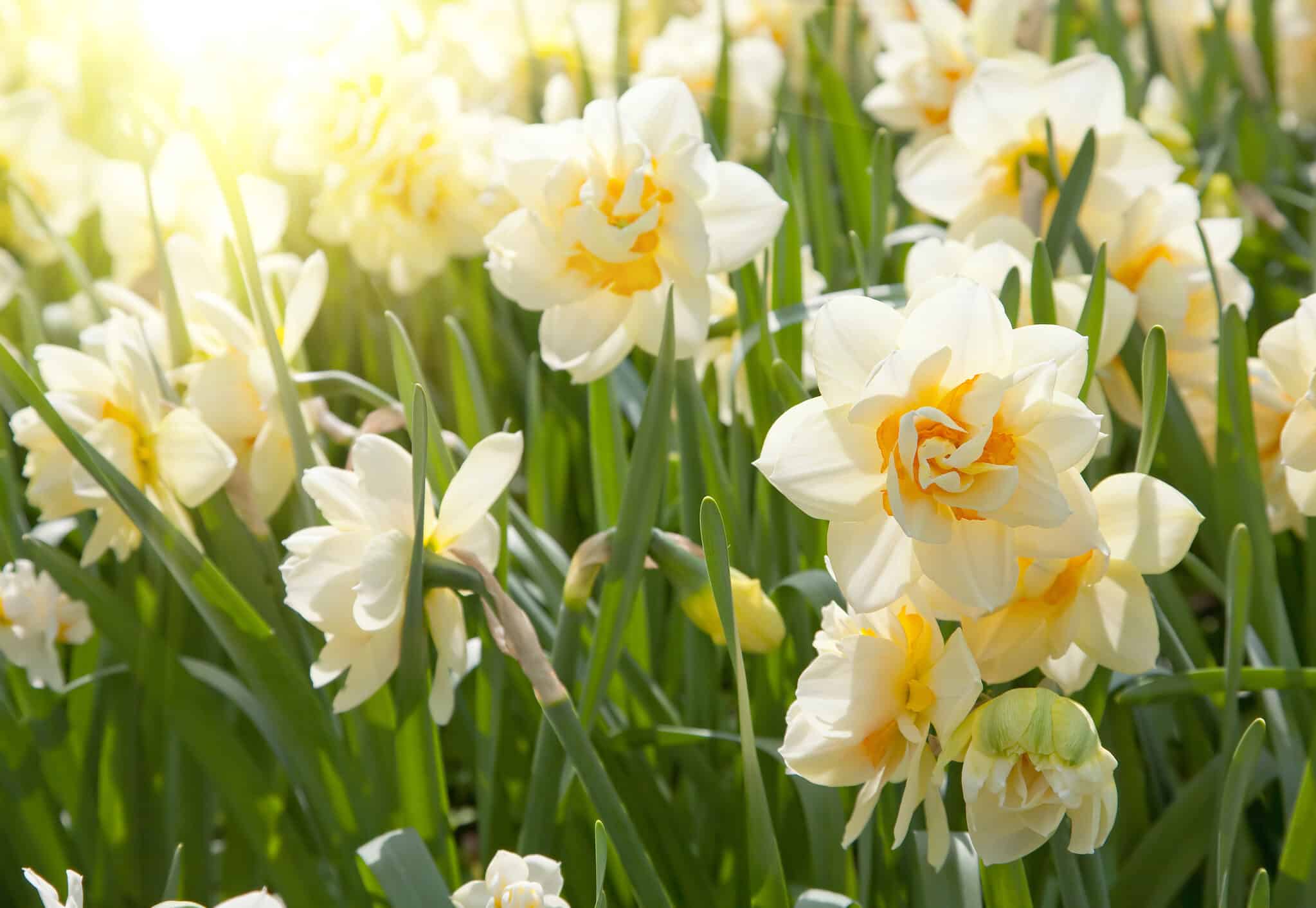 10 Types Of White Daffodils AZ Animals
