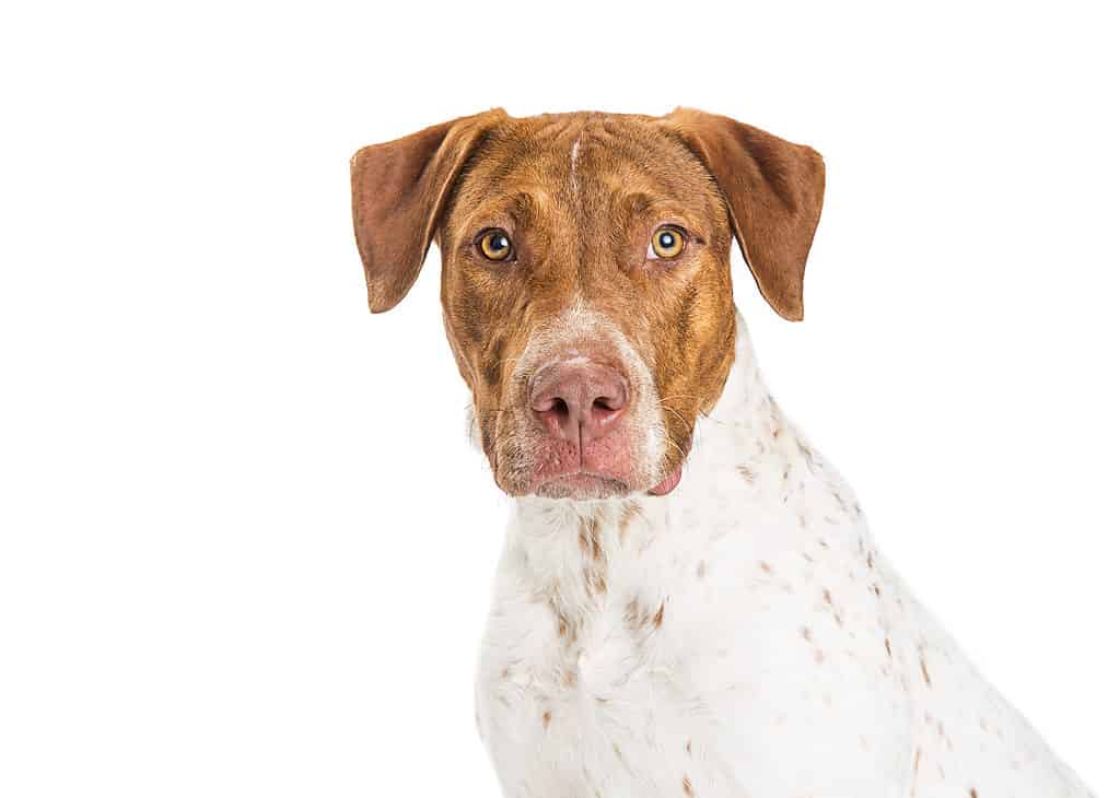 pointer cattle dog mix