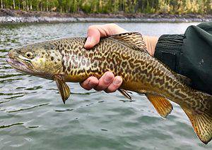 Person holding a tiger trout