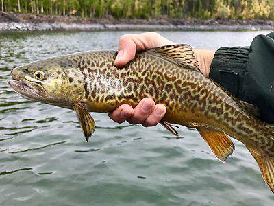 A Tiger Trout