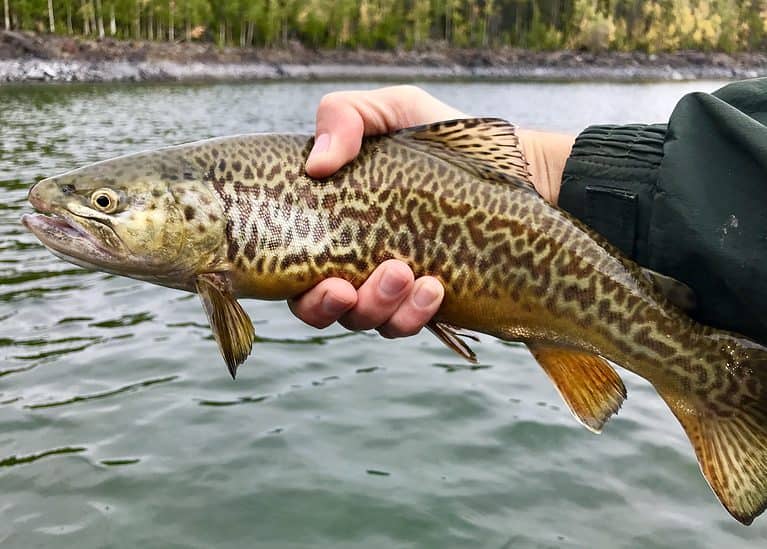 Person holding a tiger trout